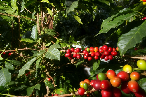 DESCAFEINADO EN VERDE PREMIUM (PROCESO BAÑO SUIZO)