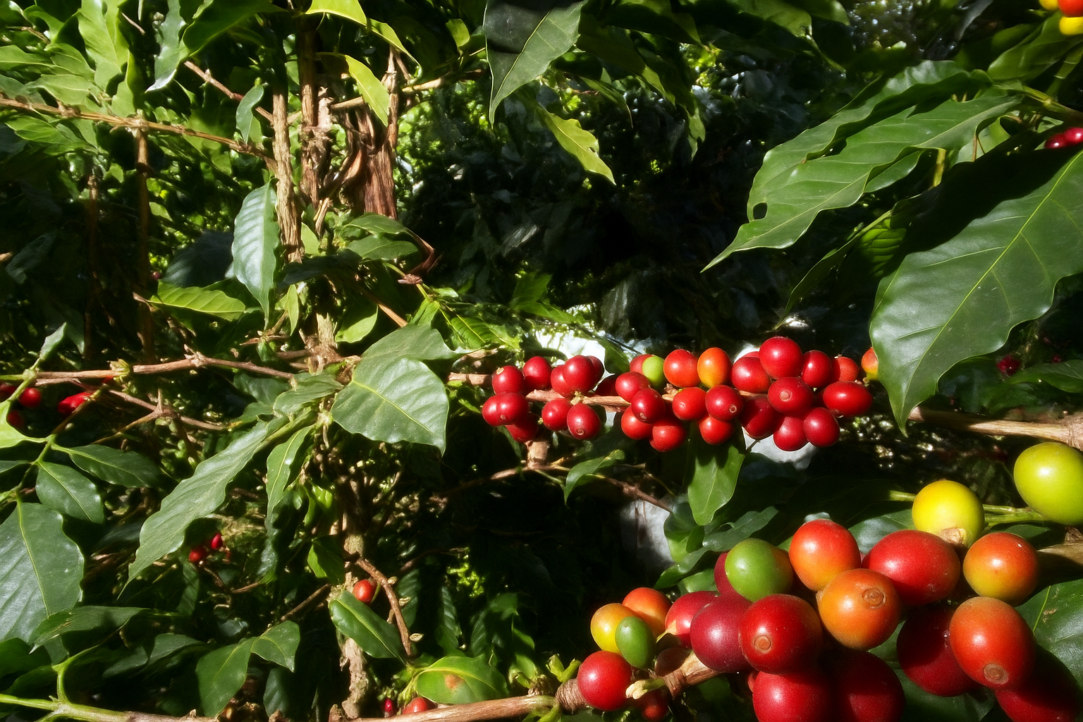 DESCAFEINADO SWISS WATHER